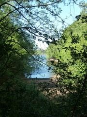 A View Through the Trees